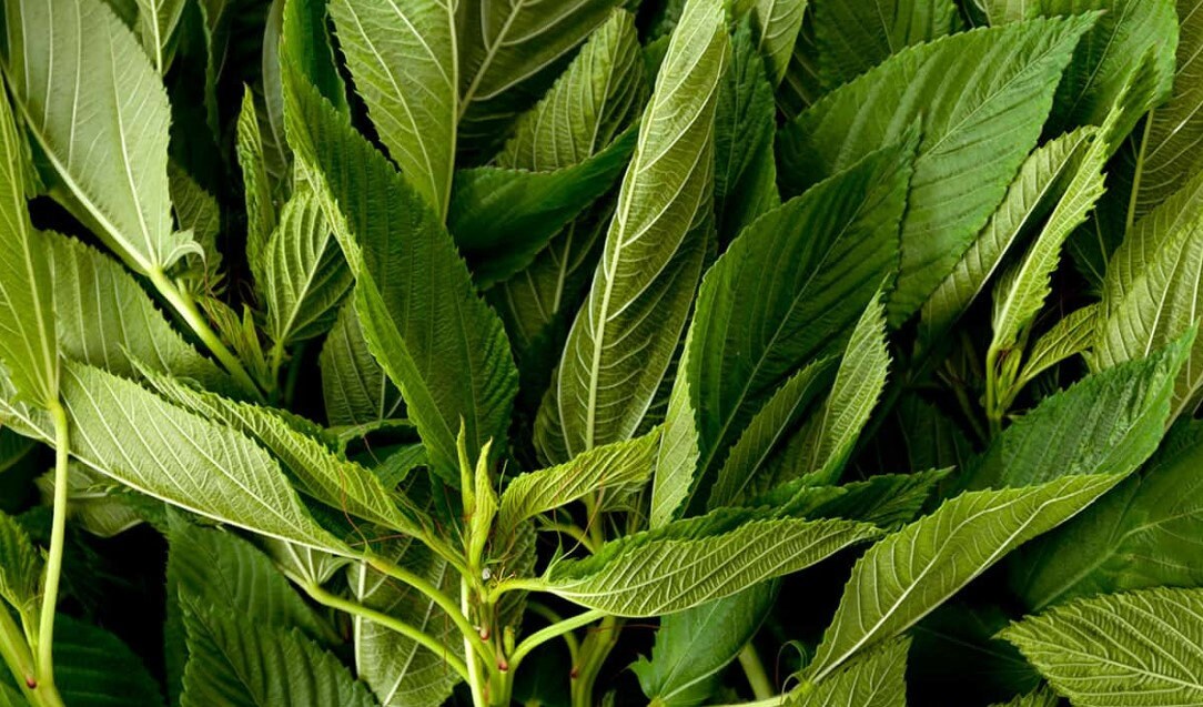 Fresh Molokhia apx 200g