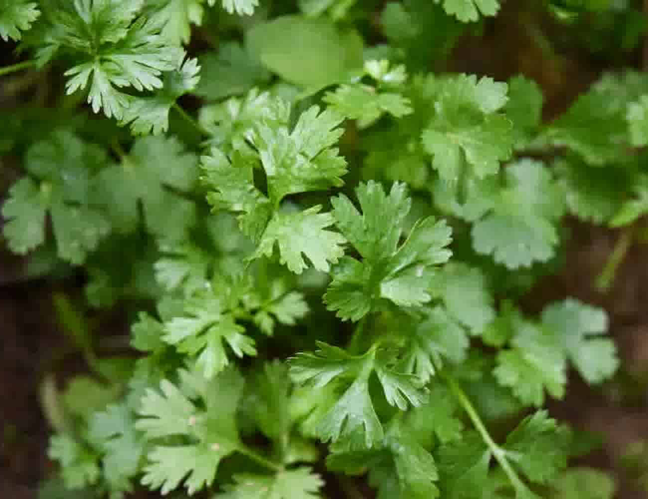 Cyprus Coriander Bunch