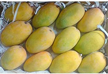 Kesar Mango Indian - Large Box (12 Pcs)