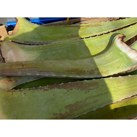 Aloe Vera Leaf Each