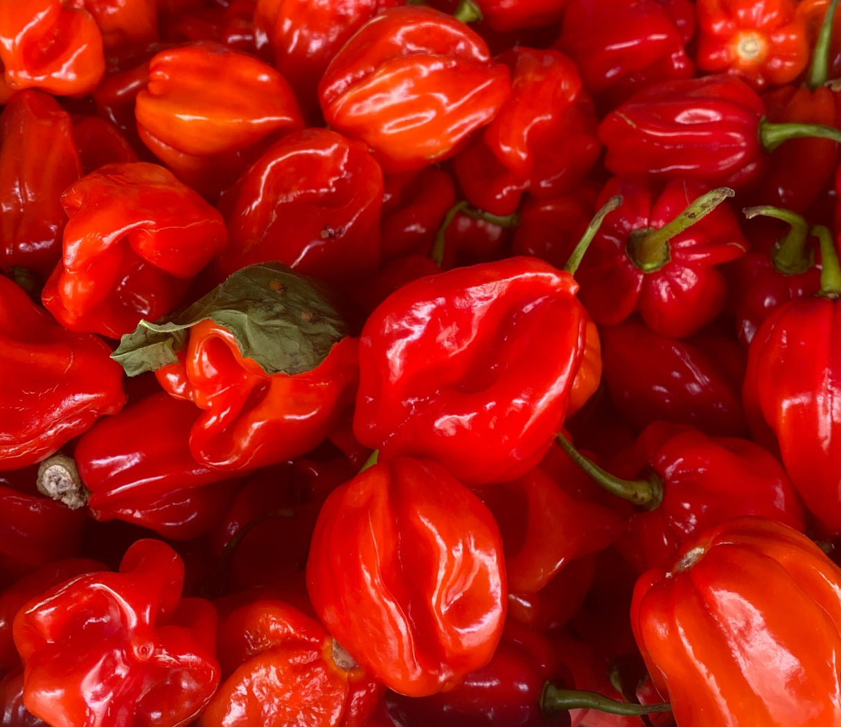 Habanero Pepper 500g