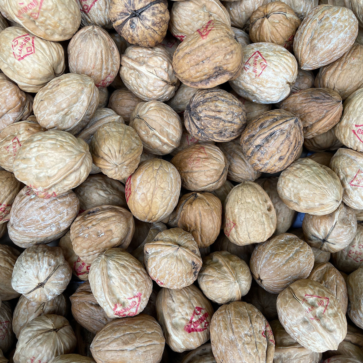 Walnut In Shell 500g – MyJam Food