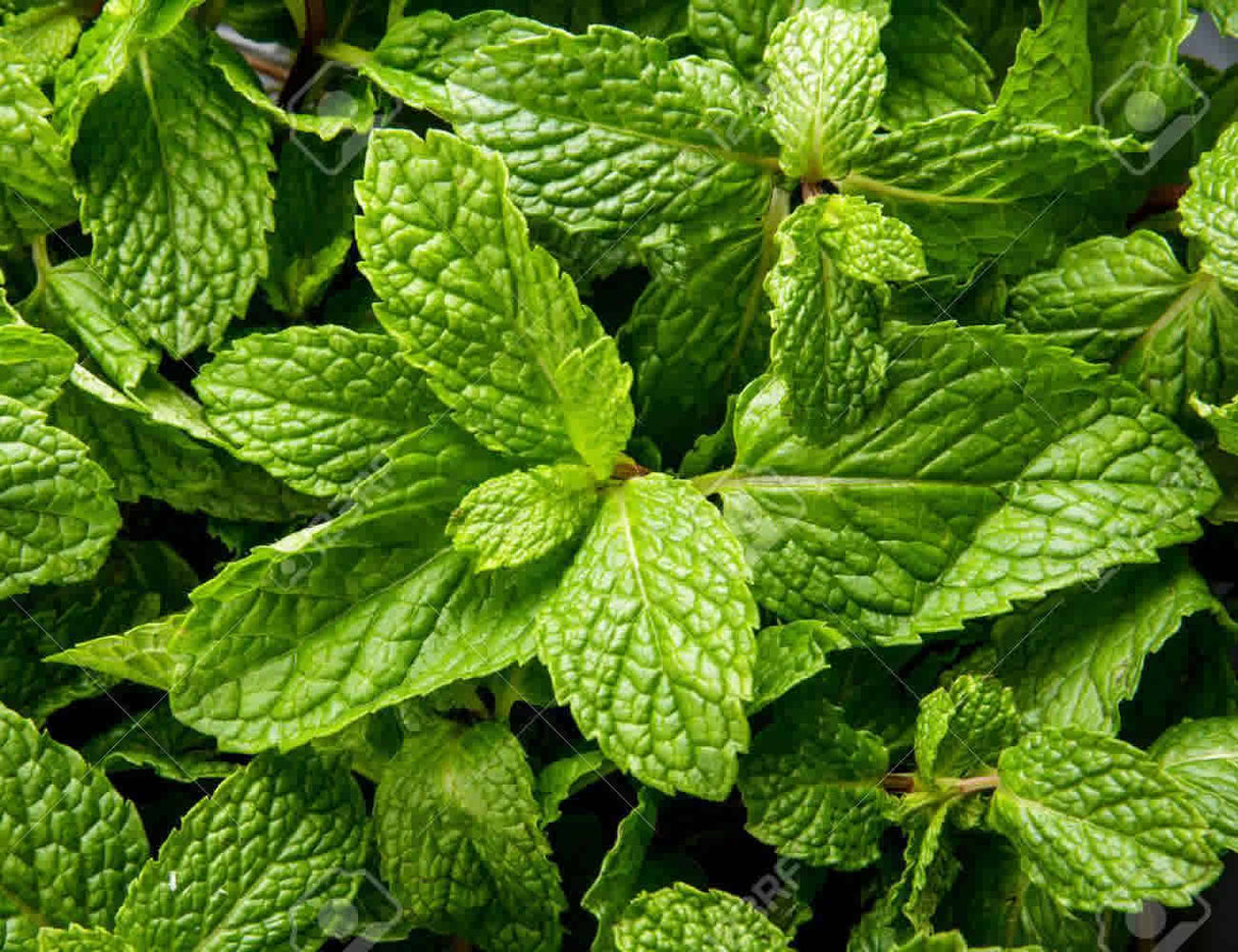 Fresh Mint Bunch