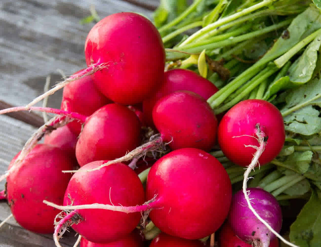 Small Red Radish Bunch