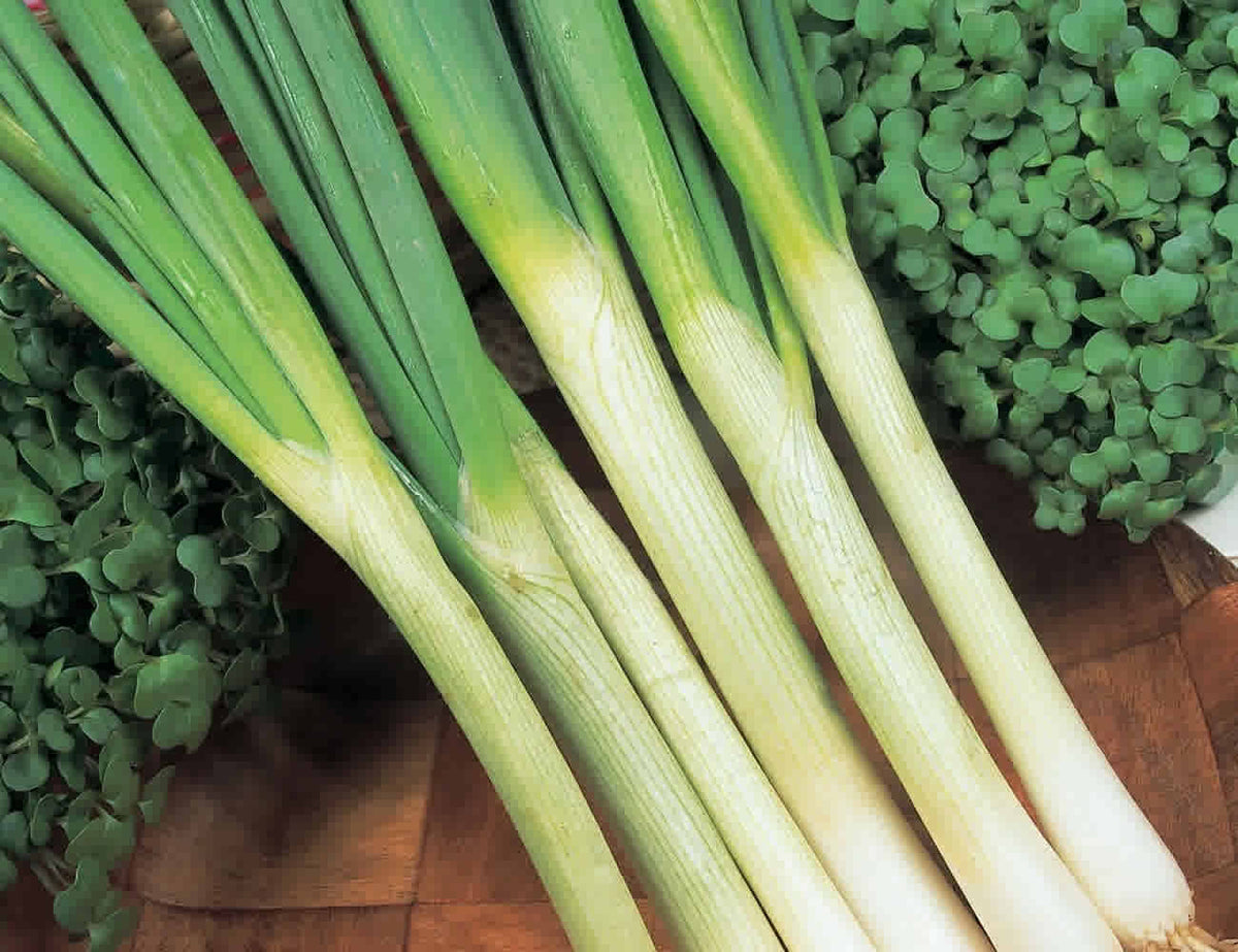 Spring Onion Local Spring Onion Bunch – MyJam Food